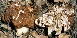 Gyromitra esculenta3