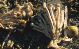 Armillaria mellea 001