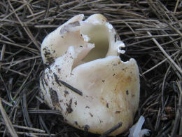 Sarcosphaera crassa