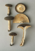 Lactarius fuliginosus Mushroom