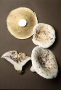 Lactarius vellereus2 Mushroom