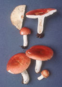 Russula persicina2 Mushroom