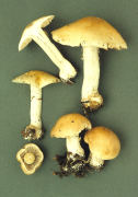 Hebeloma sinapizans4 Mushroom