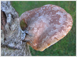 Piptoporus betulinus