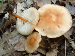 Collybia dryophila5