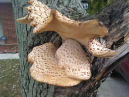 Polyporus squamosus 8