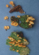 Xeromphalina campanella Mushroom