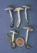 Stropharia cyanea Mushroom