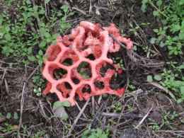 Clathrus ruber