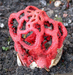 Clathrus ruber