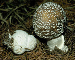 Amanita pantherina3.jpg