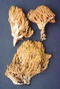 Ramaria primulina Mushroom