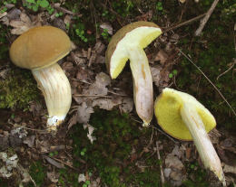 Boletus subtomentosus2