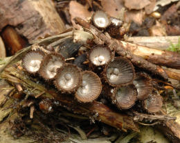 Cyathus striatus