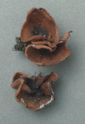 Peziza petersii2 Mushroom