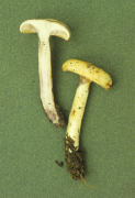 Lactarius flavidus Mushroom