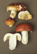 Russula lundelii Mushroom