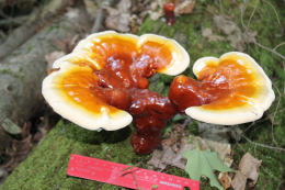 Ganoderma lucidum2