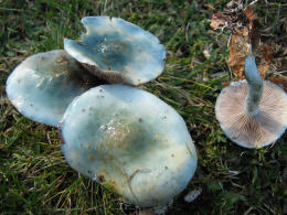 Stropharia cyanea2