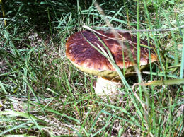 Cep Richard Scott