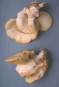 Panus strigosus Mushroom