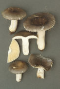 Russula parazurea Mushroom