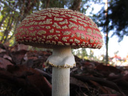 Amanita muscaria 26