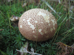 Scleroderma citrinum3