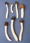 Verpa conica Mushroom