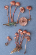 Mycena haematopus2 Mushroom