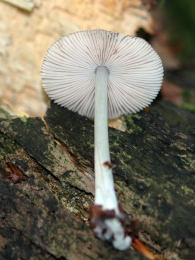 Bolbitius reticulatus 2 Mushroom