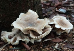 Clitocybe nebularis2