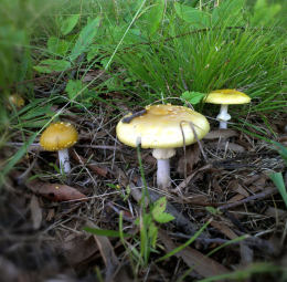 Amanita frostiana2