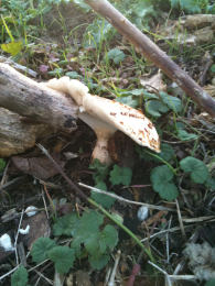 Polyporus squamosus 8