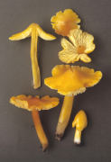 Hygrocybe langei3 Mushroom