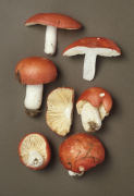 Russula pseudointegra2 Mushroom