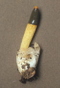Mutinus caninus Mushroom