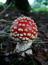 Amanita muscaria 26