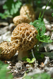 Morchella esculenta 3