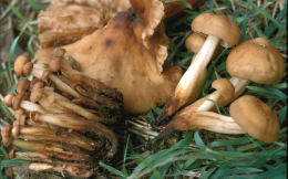 Collybia fusipes