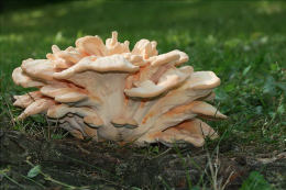 Laetiporus sulphureus   008