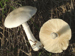 leucoagaricusl leucothites