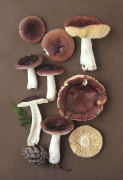 Russula turci 2 Mushroom
