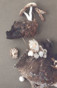 Asterophora parasitica 2 Mushroom