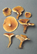 Hygrophoropsis aurantiaca 4 Mushroom