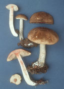 Leccinum oxydabile Mushroom