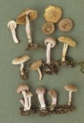 Inocybe griseolilacina Mushroom