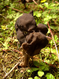 Helvella lacunosa 5