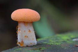 Rhodotus palmatus