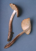 Xerula rubrobrunnescens Mushroom